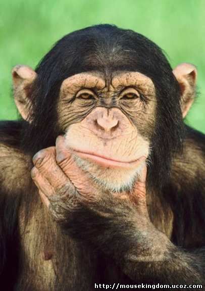 Выкройка мягкой игрушки - обезьяны шимпанзе или макаки, как хотите