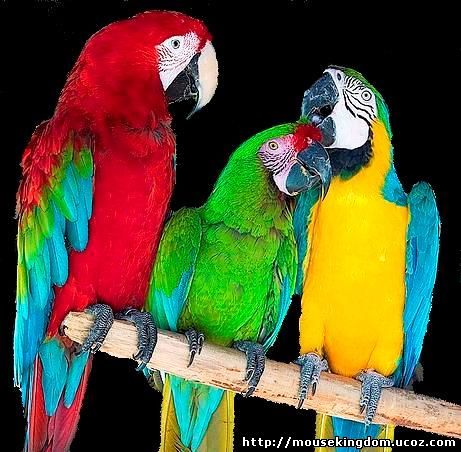 Выкройка попугаев неразлучников