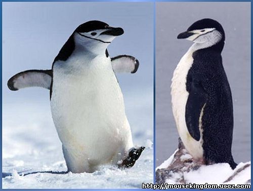 Выкройка антарктического пингвина