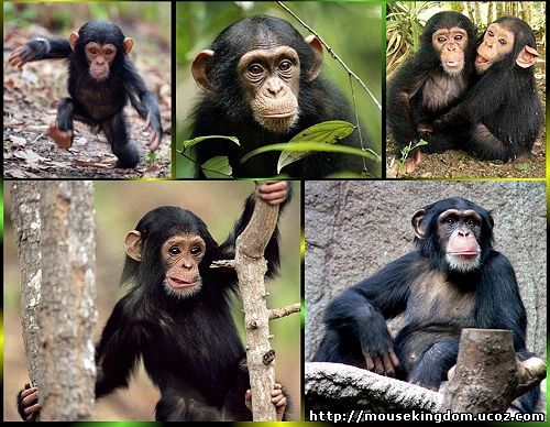 Выкройка обезьяны шимпанзе